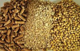 استفاده از کنجاله کلزا در جیره غذایی طیور
